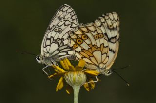 Uygur Melikesi (Melanargia russiae)