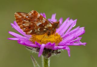 Kafkas Meneke Kelebei (Boloria caucasica)