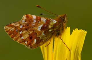 Kafkas Meneke Kelebei (Boloria caucasica)