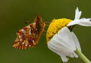 Kafkas Meneke Kelebei (Boloria caucasica)