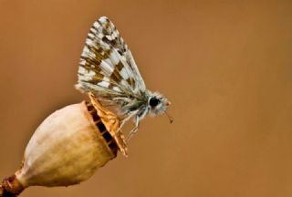 spanyol Zpzp (Pyrgus armoricanus)