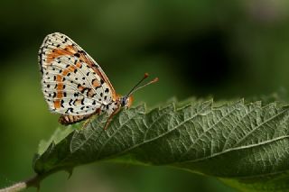 ranl parhan (Melitaea persea)