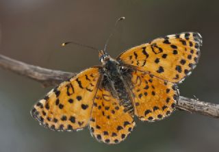 ranl parhan (Melitaea persea)