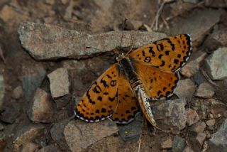 ranl parhan (Melitaea persea)