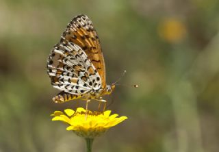 ranl parhan (Melitaea persea)