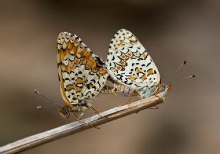 Cezayirli parhan (Melitaea ornata)