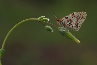 Cezayirli parhan (Melitaea ornata)