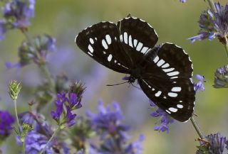 Szlen Karakz (Neptis rivularis)