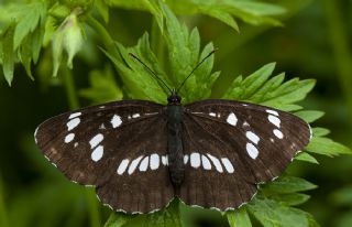 Szlen Karakz (Neptis rivularis)