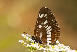 Szlen Karakz (Neptis rivularis)