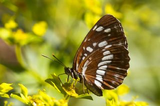 Szlen Karakz (Neptis rivularis)