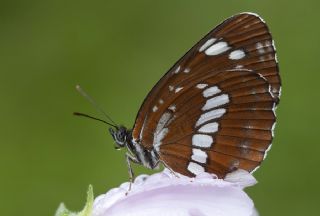 Szlen Karakz (Neptis rivularis)