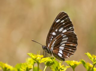 Szlen Karakz (Neptis rivularis)