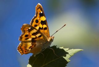 Anadolu ehzadesi (Thaleropis ionia)