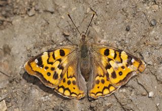 Anadolu �ehzadesi&nbsp;(Thaleropis&nbsp;ionia)