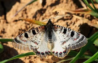 Yalanc Apollo (Archon apollinus)