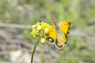 Anadolu Azameti (Colias aurorina)