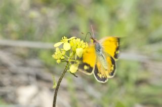 Anadolu Azameti (Colias aurorina)