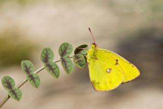 Anadolu Azameti (Colias aurorina)