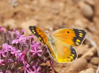 Anadolu Azameti (Colias aurorina)