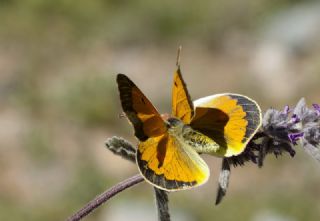 Anadolu Azameti (Colias aurorina)