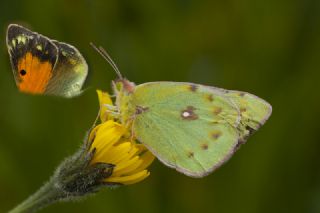 Turan Azameti (Colias thisoa)