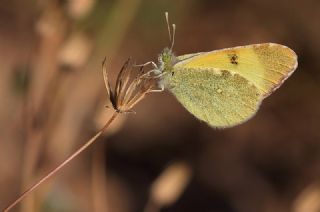 Dou Elfinstonyas (Euchloe penia)