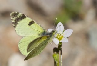Dou Elfinstonyas (Euchloe penia)