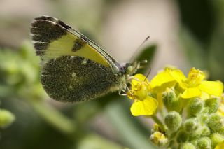 Dou Elfinstonyas (Euchloe penia)