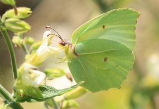 Anadolu Orakkanad (Gonepteryx farinosa)