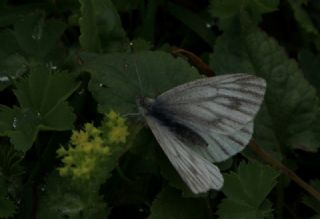 izgili Da Beyazmelei (Pieris bryoniae)