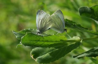 Yalanc Beyazmelek (Pieris pseudorapae)