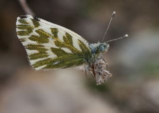 Kk Beneklimelek (Pontia chloridice)