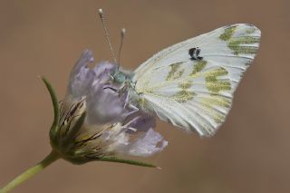 Kk Beneklimelek (Pontia chloridice)