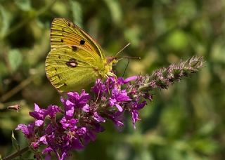 Kafkas Azameti (Colias caucasica)