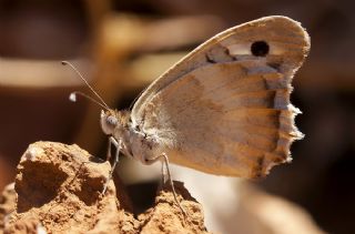 Anadolu Cad�s�&nbsp;(Chazara&nbsp;egina)