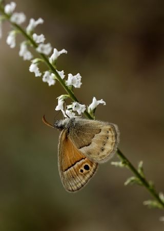 ran Zpzp Perisi (Coenonympha saadi)