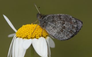 Kafkas Gzelesmeri (Erebia graucasica )