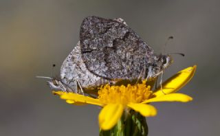 Kafkas G�zelesmeri&nbsp;(Erebia&nbsp;graucasica )
