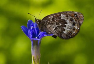 Laz Gzelesmeri (Erebia hewitsonii)