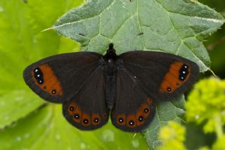 Laz Gzelesmeri (Erebia hewitsonii)