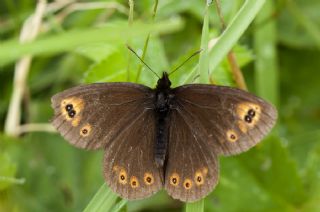 Orman Gzelesmeri (Erebia medusa )