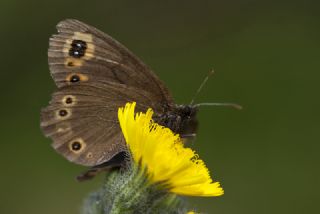 Orman Gzelesmeri (Erebia medusa )