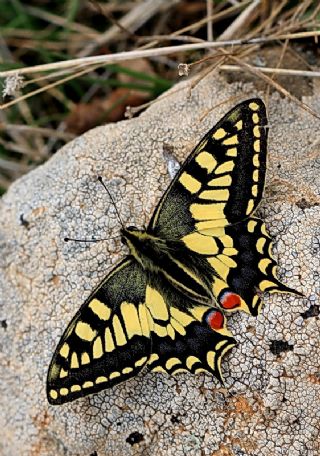 Krlangkuyruk (Papilio machaon)