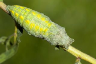 Krlangkuyruk (Papilio machaon)
