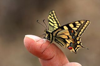 Krlangkuyruk (Papilio machaon)