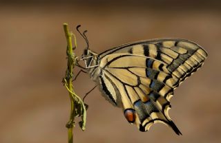 Krlangkuyruk (Papilio machaon)