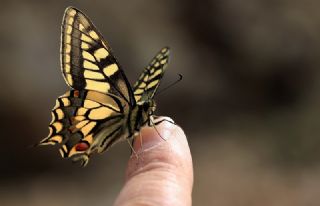 Krlangkuyruk (Papilio machaon)