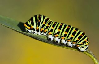 Krlangkuyruk (Papilio machaon)