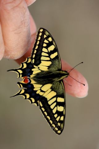 Krlangkuyruk (Papilio machaon)